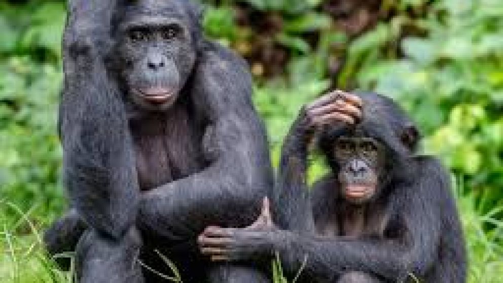 Evolución de la lucha y la guerra en el humano