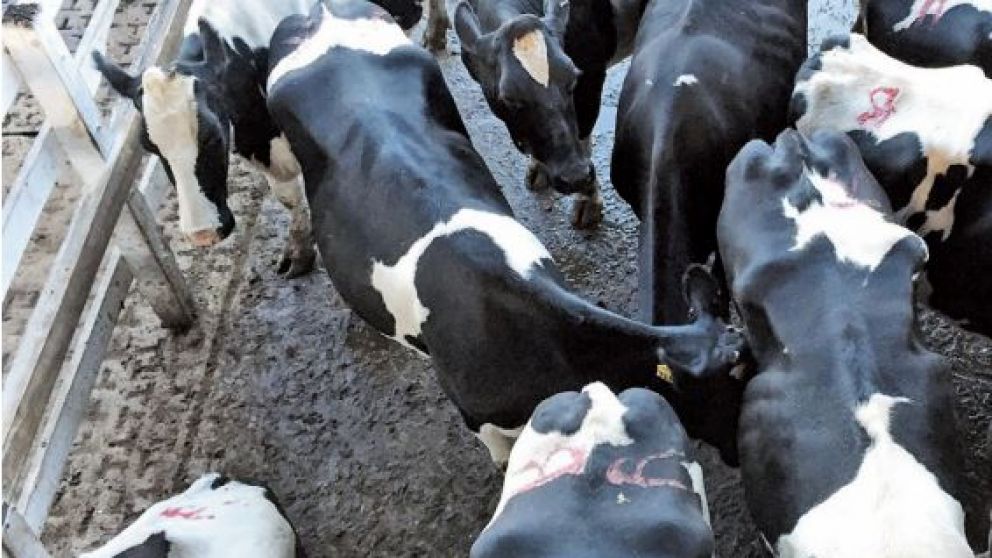 El crecimiento del sector ganadero promete generar más ingresos genuinos al país