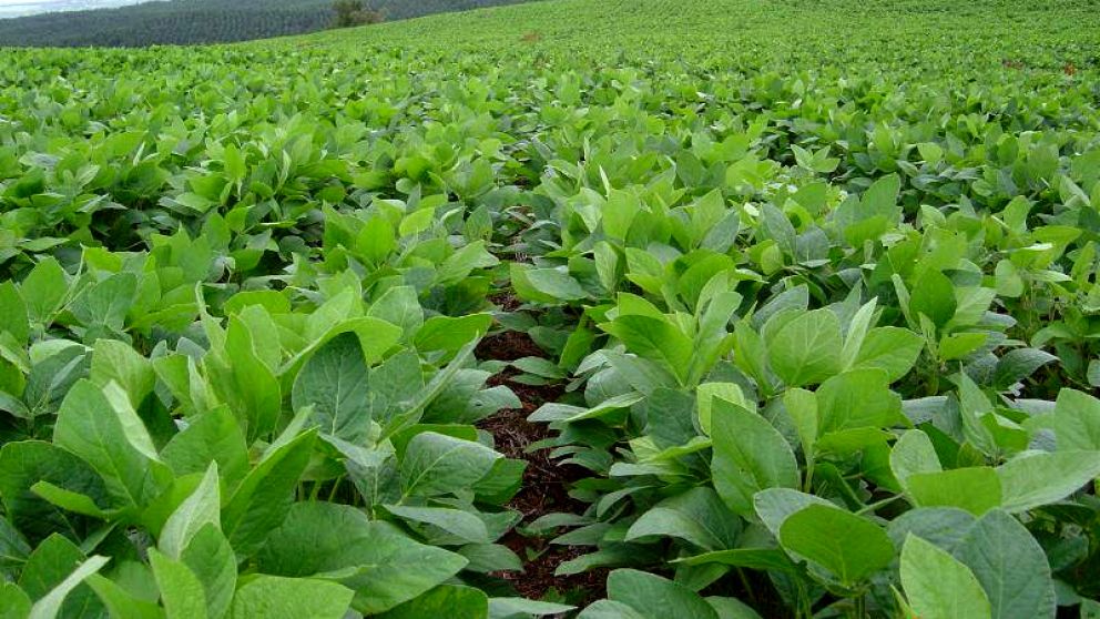 Brasil aprobó el uso de un tipo de soja desarrollado en Argentina