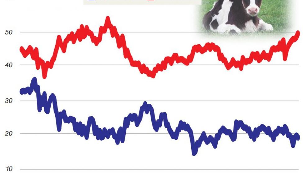 La participación de hembras vacunas en la faena llegó al 52%