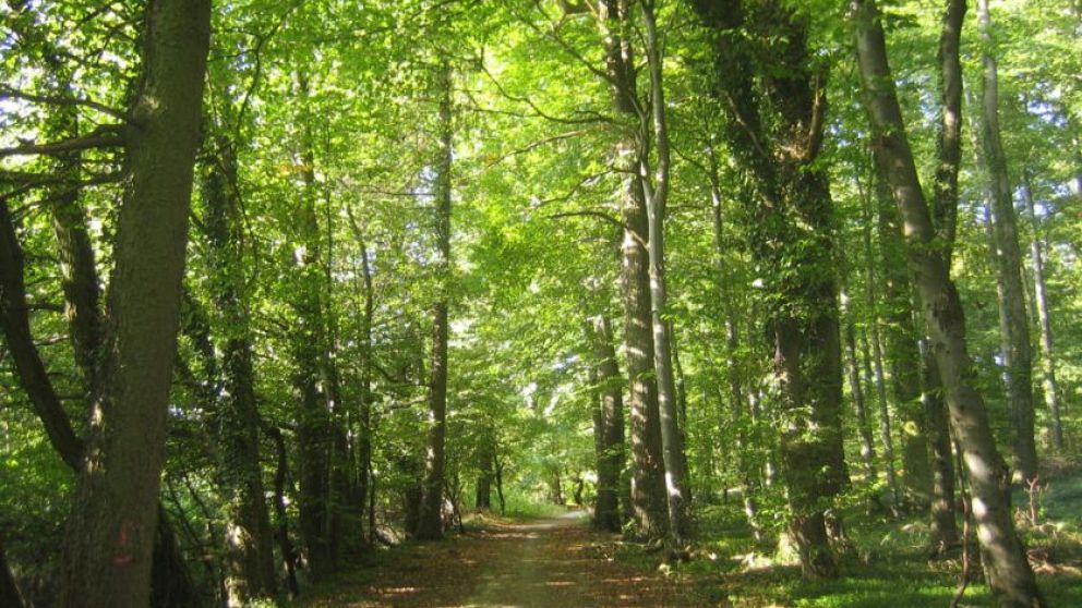 Transfieren recursos para el cuidado de bosques