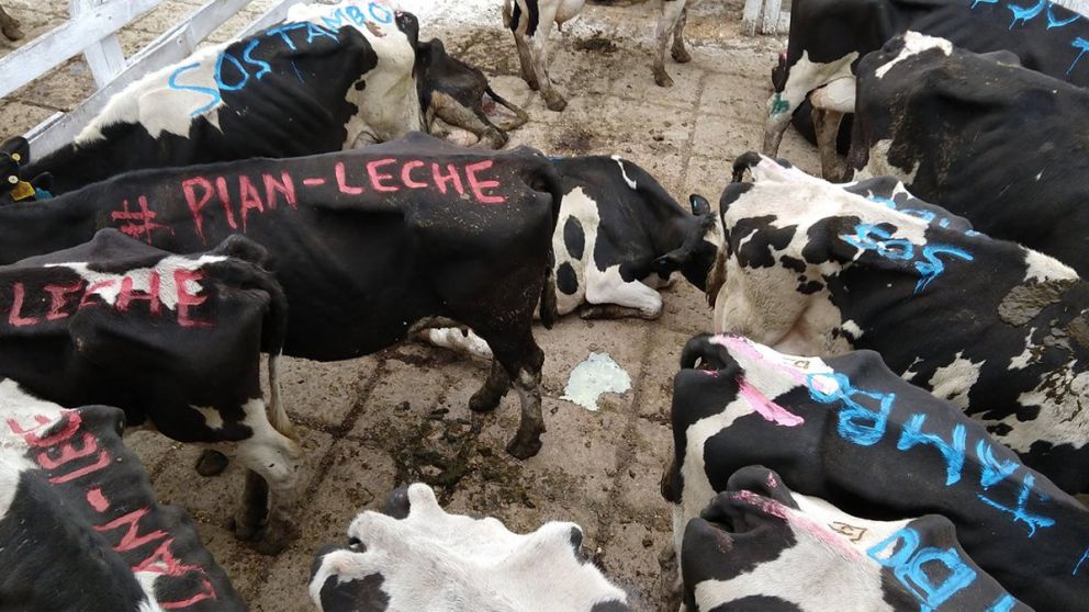 El año pasado los productores enviaron sus vacas a Liniers en señal de protesta