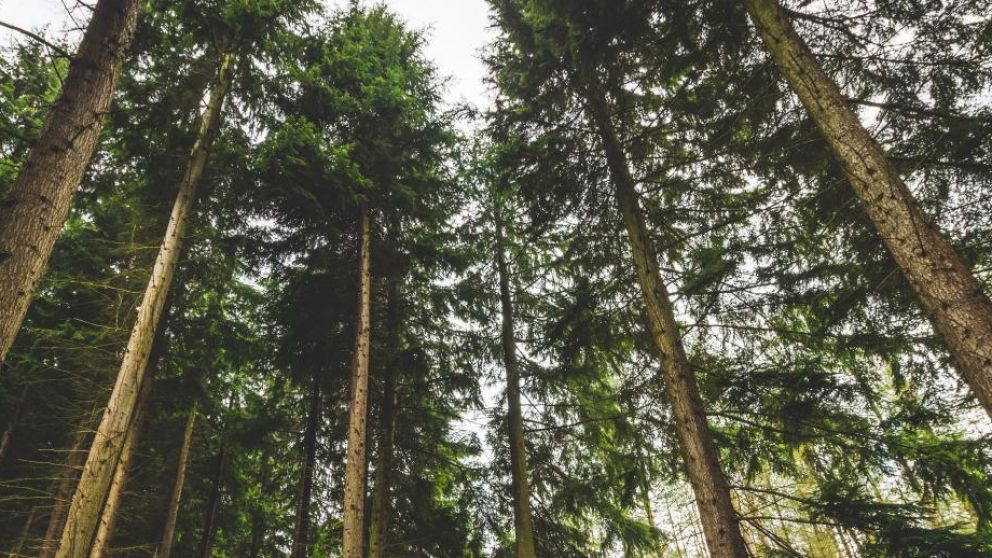 El patrimonio de la empresa está distribuido en 45 predios diferentes