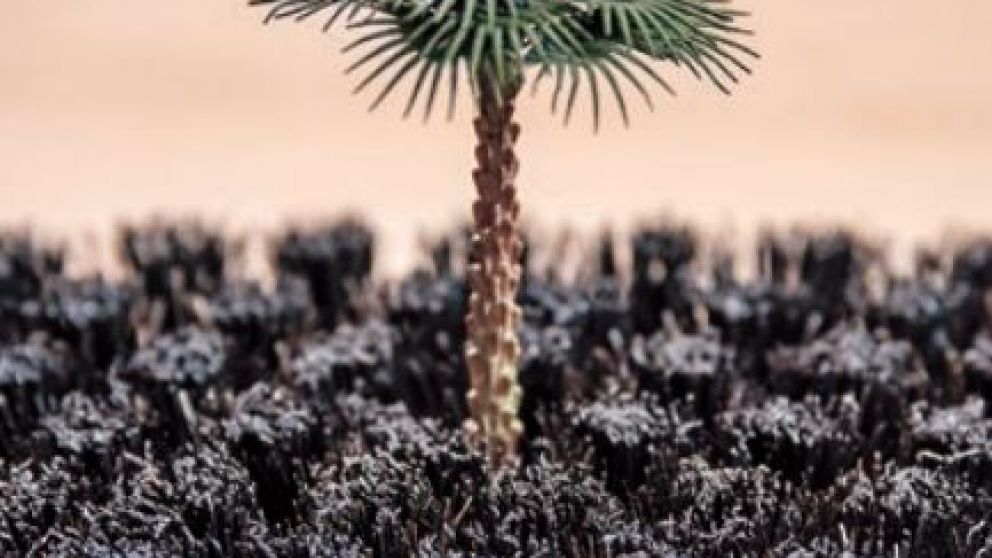 Trabajo de Nicolás Robbio