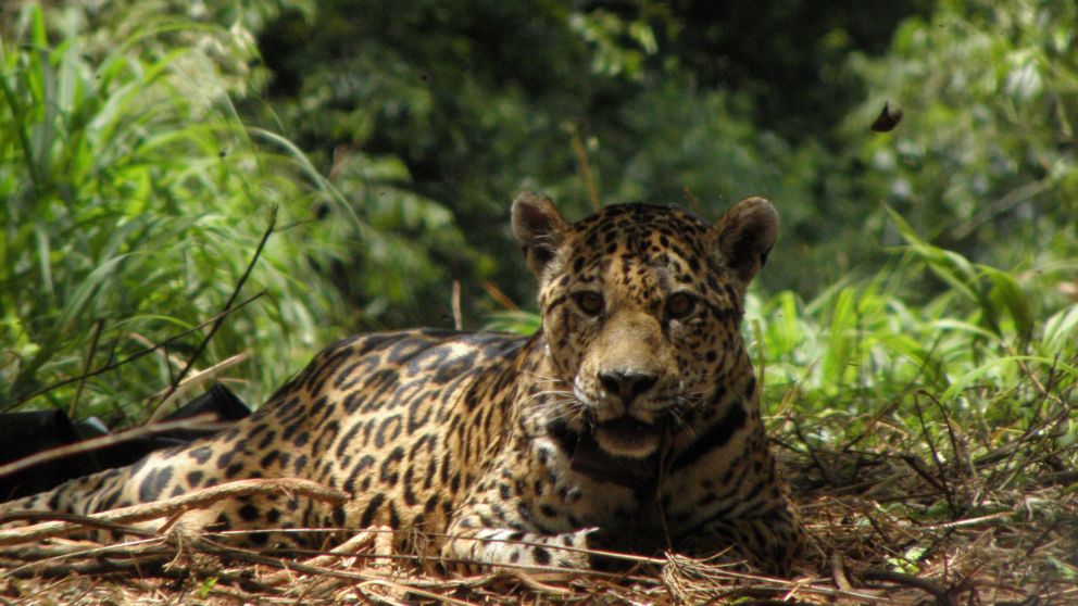 El yaguareté, una de las valiosas especies de la zona