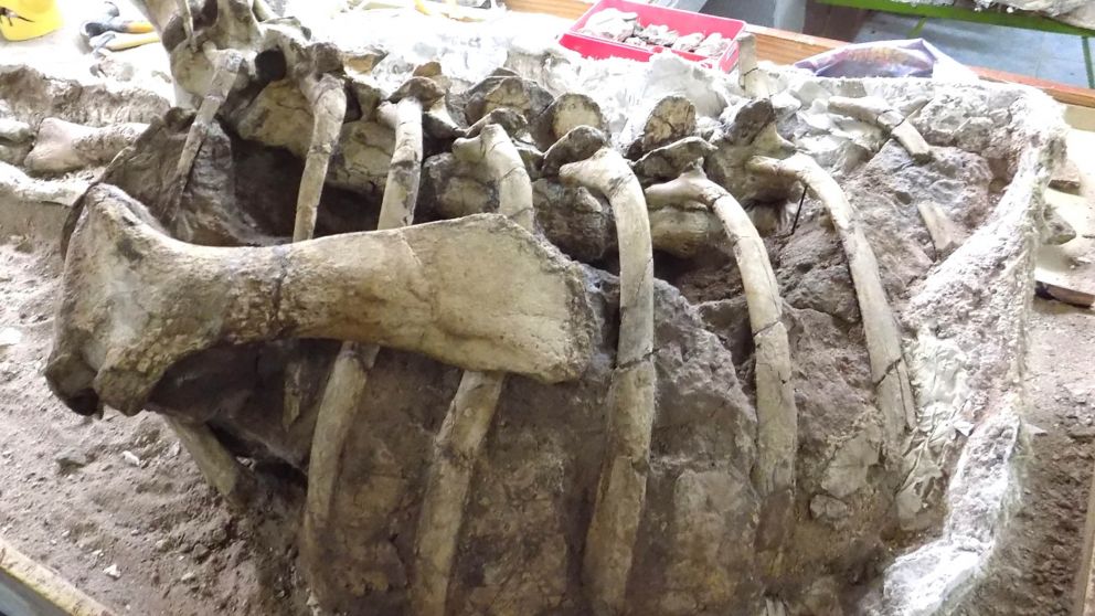 Un dinosaurio hervíboro, nueva pieza paleontológica en Neuquén