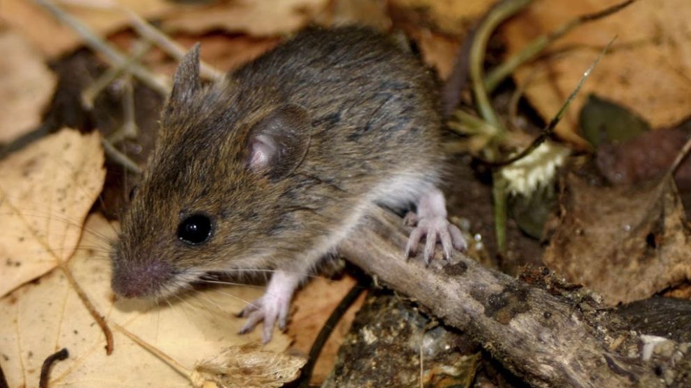 El ratón colilargo fue protagonista del verano en el sur