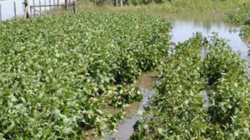 La oleaginosa con futuros problemas de sanidad