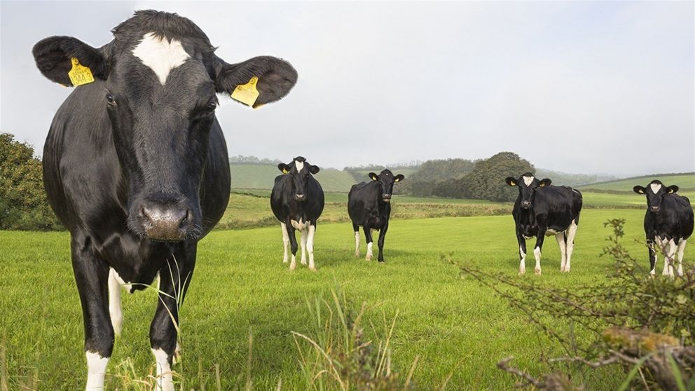 Argentina exporta más del 20% de su producción lechera