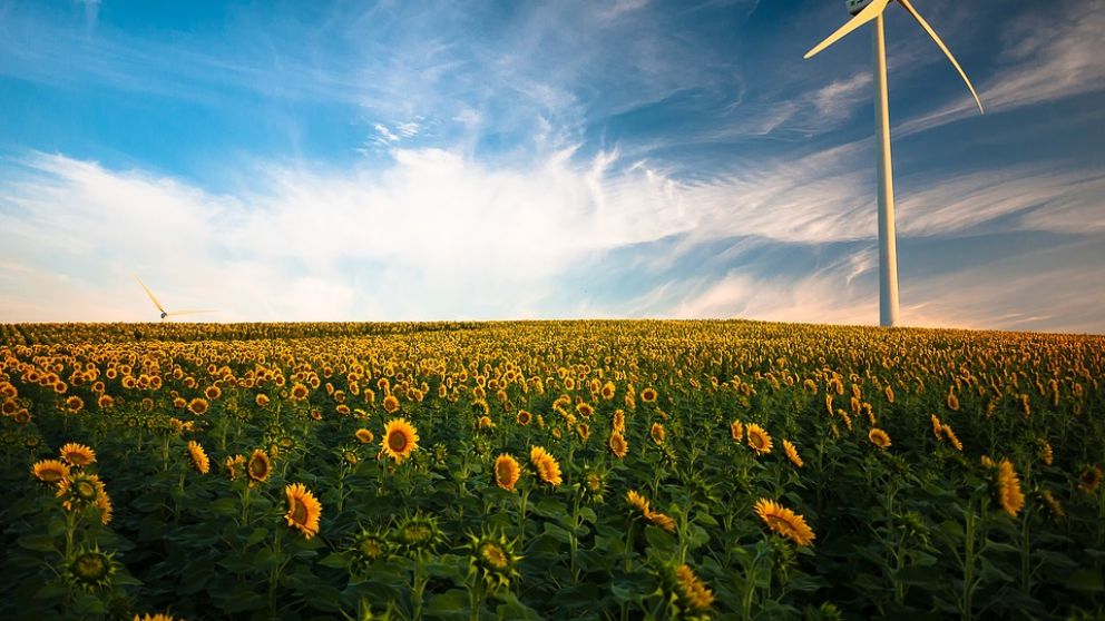 Argentina tendrá producción récord de girasol