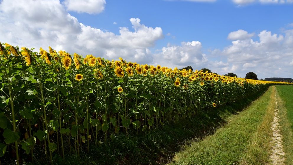 Grandes pérdidas para el campo por el diferencial cambiario del Nación