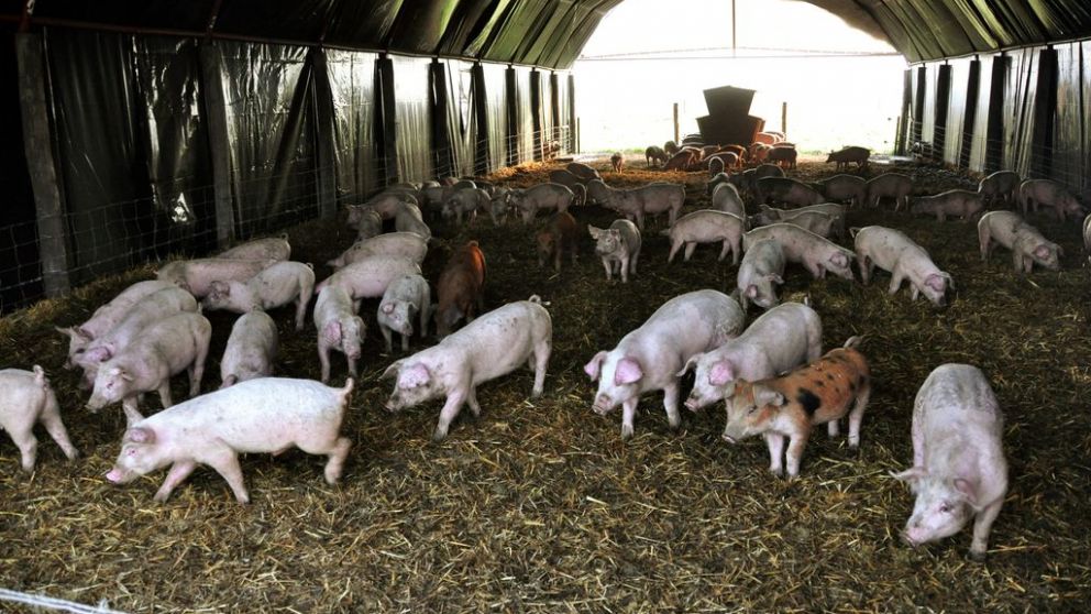 El sector porcino exige ser incluido en la sube del mínimo no imponible