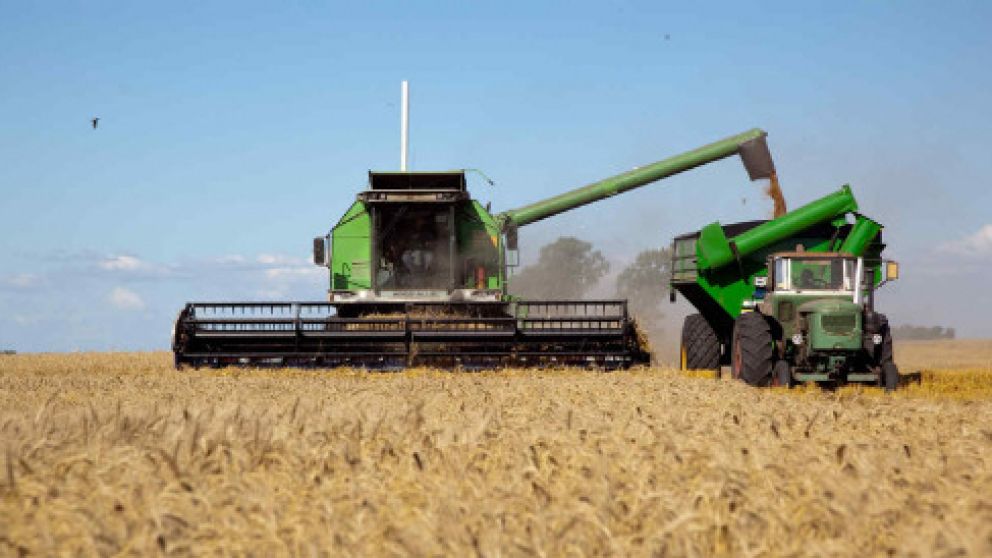La producción de trigo alcanzó las 19 millones de toneladas