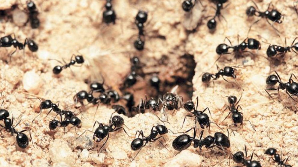 Animales como las hormigas construyen en conjunto estas estructuras de alta complejidad cognitiva