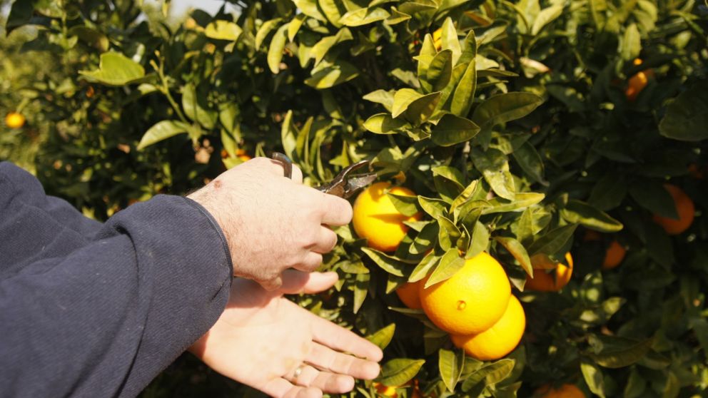 El sector frutícola se queja por ser uno de los posibles perjudicados