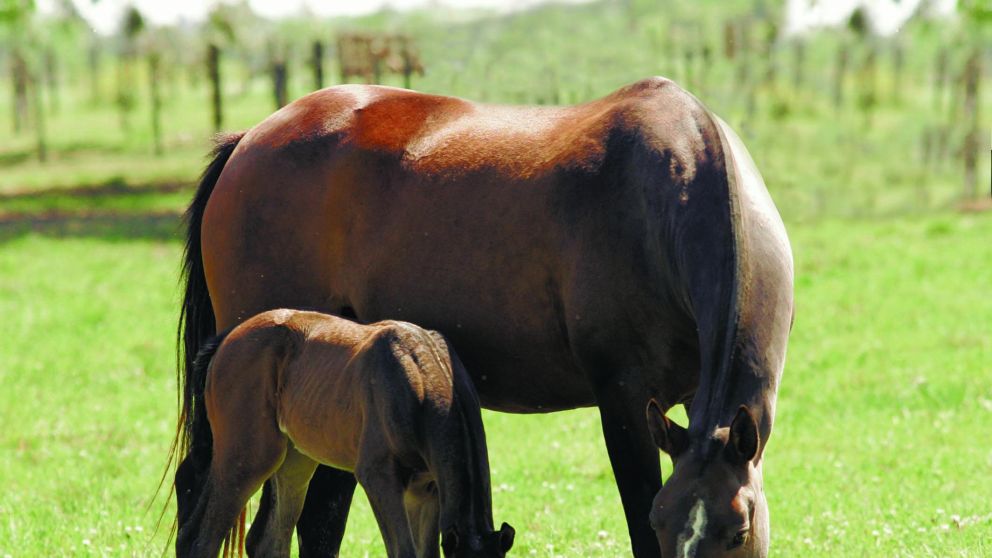 Kenia aprobó el ingreso de embriones equinos argentinos