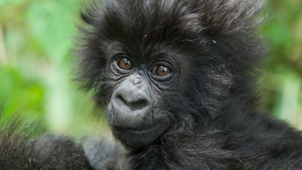 Agenda animalista: los derechos de las víctimas sin voz