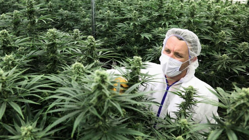 Líder del mercado farmacéutico del cannabis se interesa en Jujuy