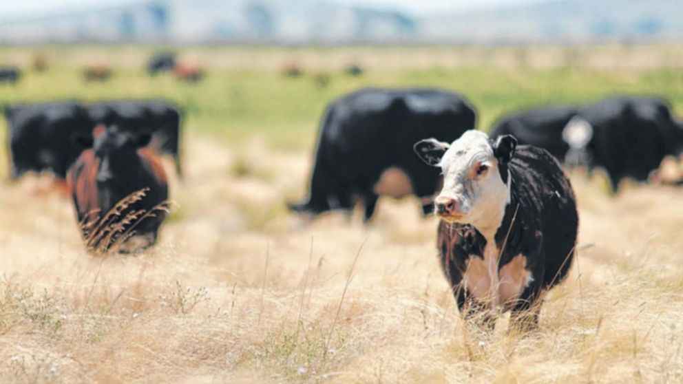 El ministro de Agroindustria bonaerense pidió una "reforma impositiva global"