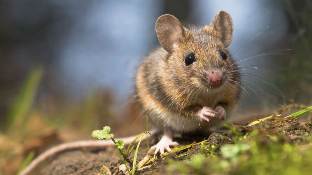 Confirman que son cinco los casos de hantavirus en Buenos Aires