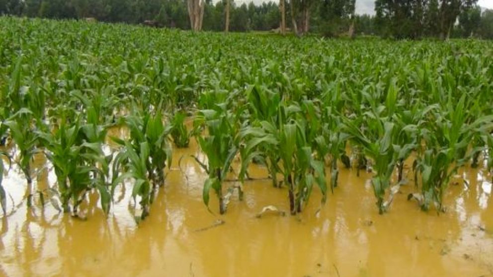 Inundaciones en Santa Fe: se perdieron cosechas de maíz, girasol y algodón