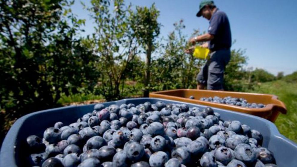 En noviembre salió el primer embarque de arándanos al gigante asiático