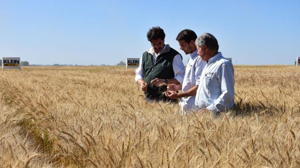 Altos rendimientos para el cereal en Buenos Aires