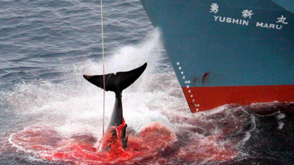 Islandia y Noruega tambi�n practican la caza comercial de ballenas