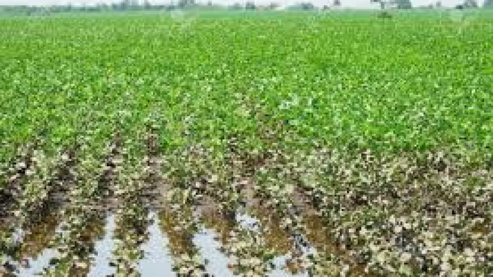 El 20% de la soja sembrada está en malas condiciones por el exceso de lluvias