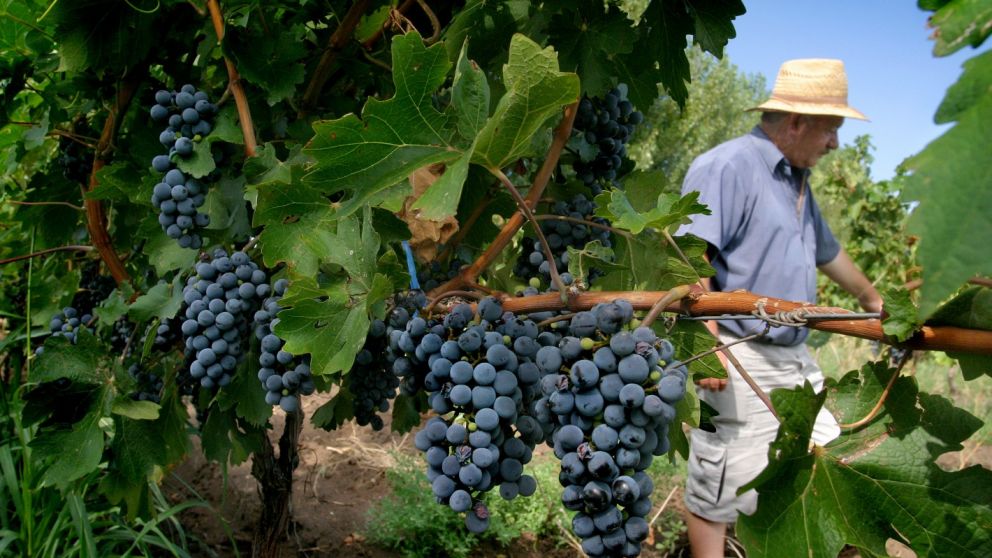 Mendoza concentra la mayor cantidad de bodegas del país