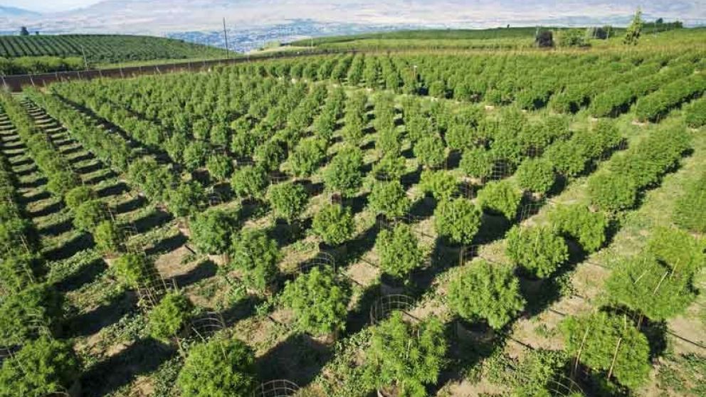 Jujuy promete crear el cultivo de cannabis "más grande del mundo"