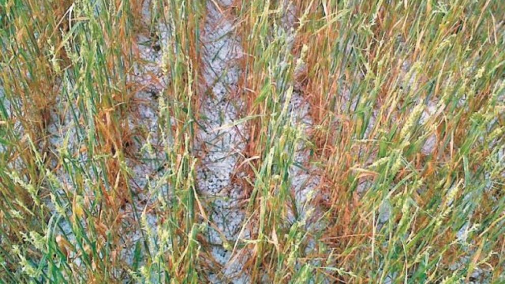 El granizo afectó a gran parte del cultivo