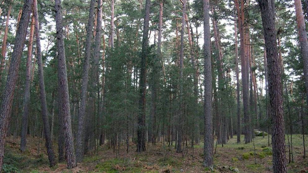 Un sector para las pymes