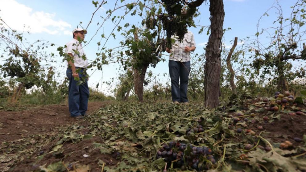 Piden "emergencia agropecuaria nacional" en General Alvear