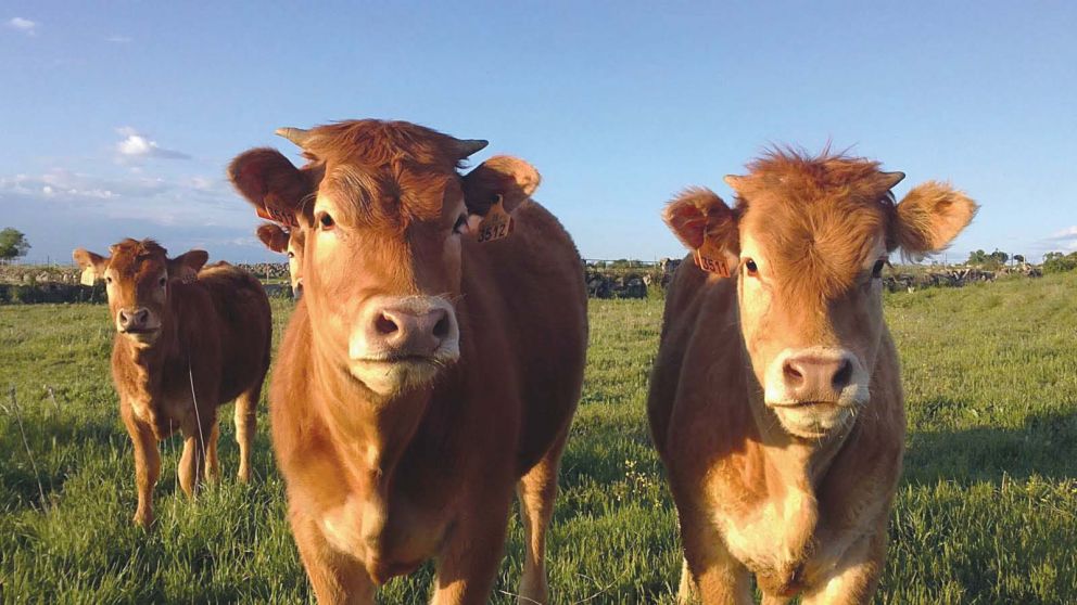 Empresarios de la carne afirmaron que el presidente dio órdenes de que las retenciones al cuero bajen del 10% al 5%