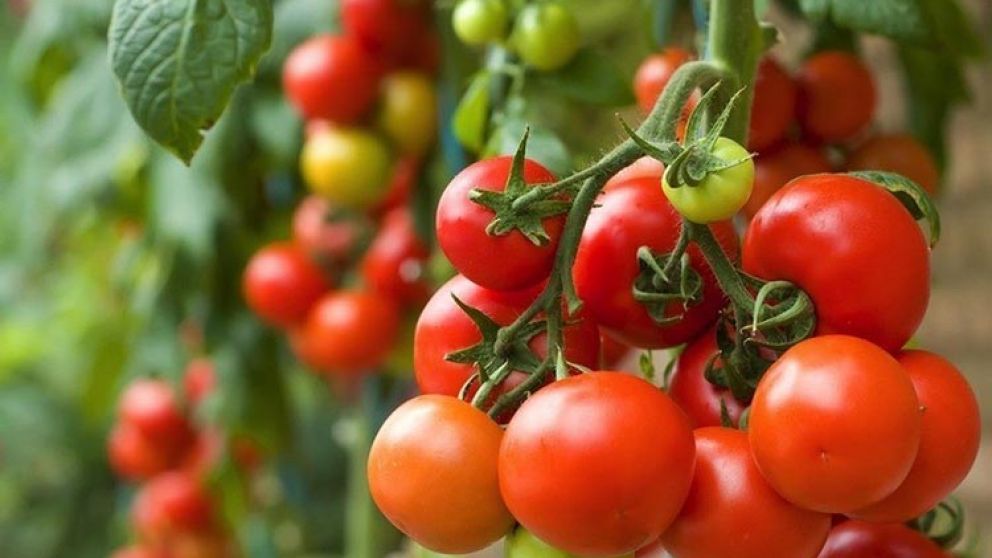 La producción de tomate en Formosa, en alerta