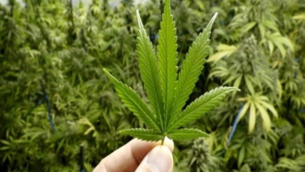 Gran Bretaña aprobó el uso del cannabis terapéutico