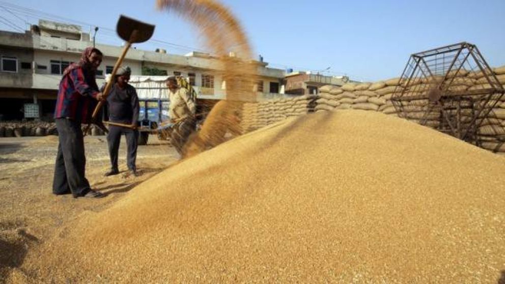 Productores de trigo apuestan a las lluvias para evitar pérdidas