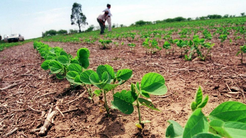 El productor está por definir la siembra de soja