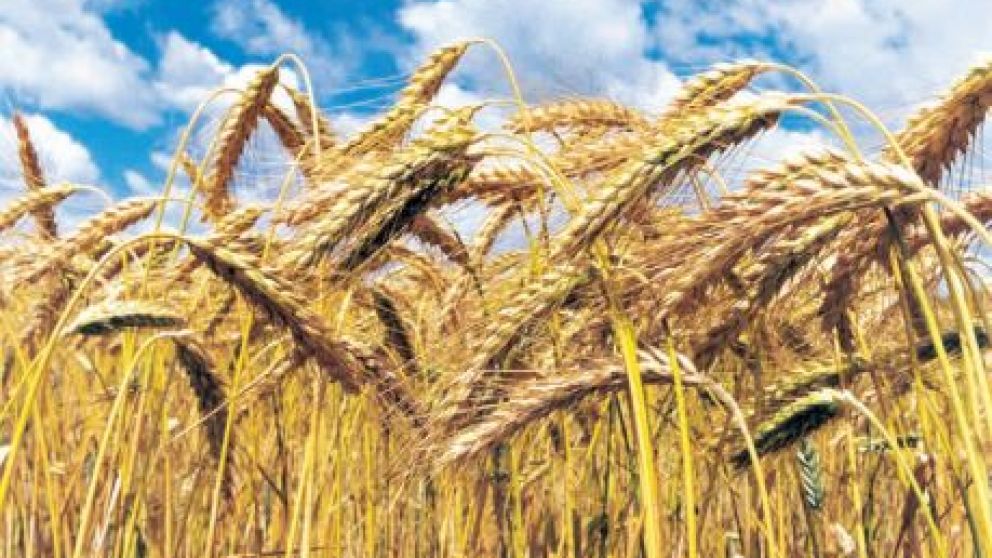 El cereal es el primer ingreso del campo para el Gobierno
