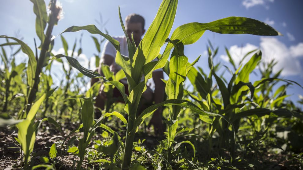 Es determinante para el maíz que llueva antes de septiembre