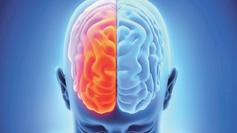 Cerebro y los hemisferios izquierdo y derecho