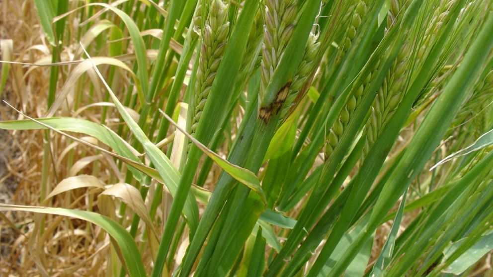 El cereal ingresó en días decisivos para su rendimiento