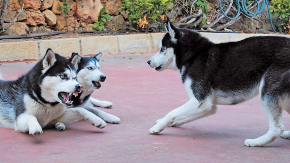 Cerebro, personalidad animal y humana