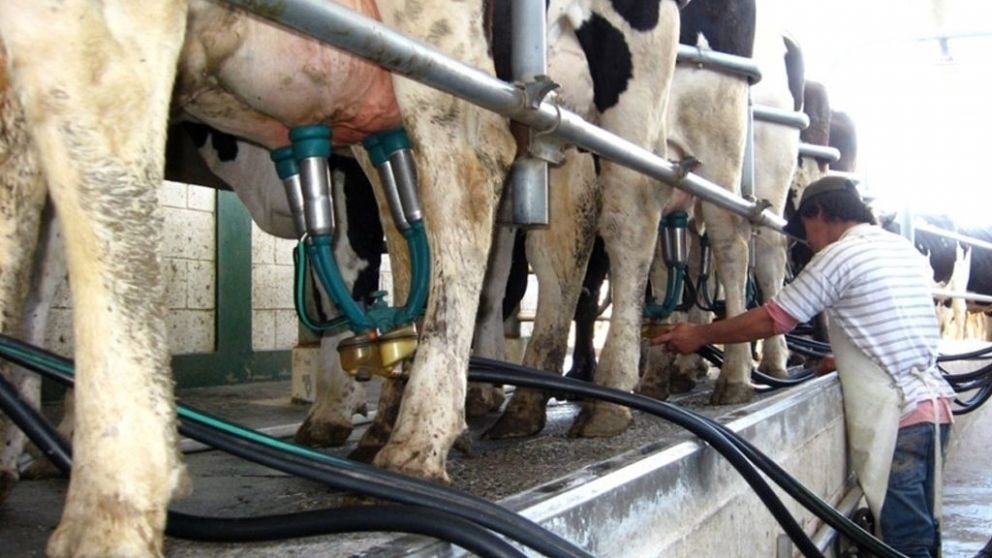 Tamberos piden fijar un precio de la leche en tranquera más alto que los costos