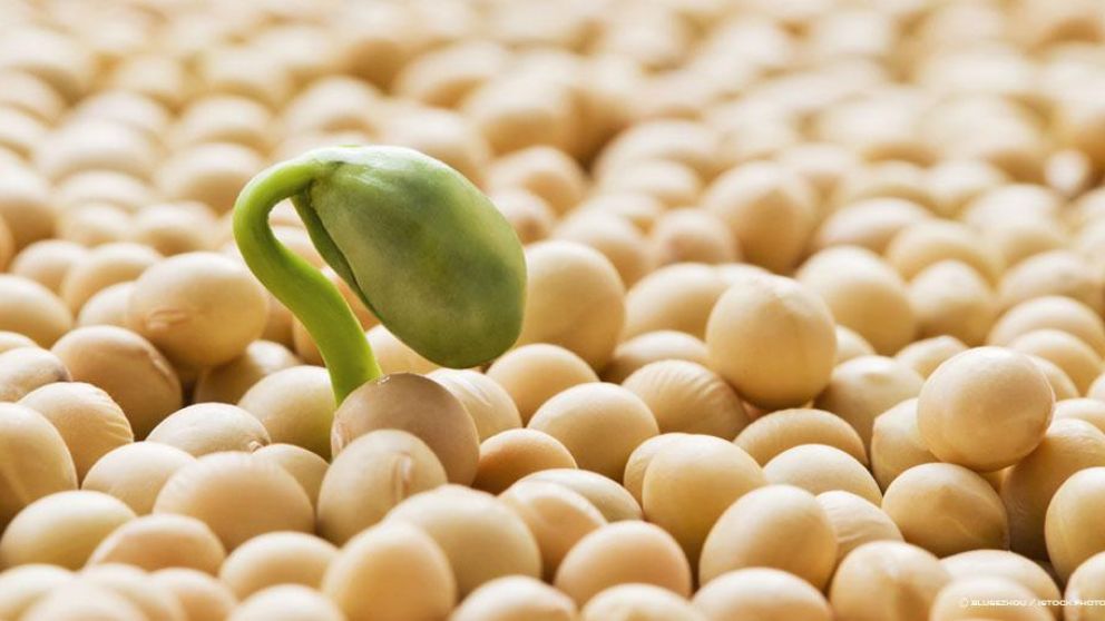 Justicia de Brasil ordena a Monsanto depositar regalías de semilla genéticamente modificada