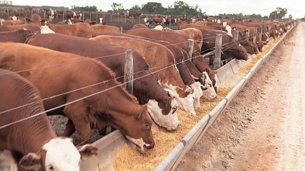La hacienda encerra a feedlot, uno de los requisitos para exportar a Europa