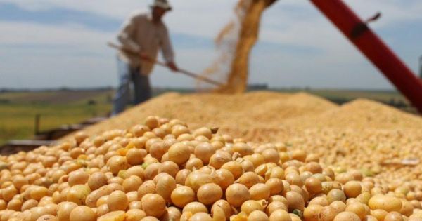 Soja alcanza rinde récord de 32,8 qq/ha en Argentina
