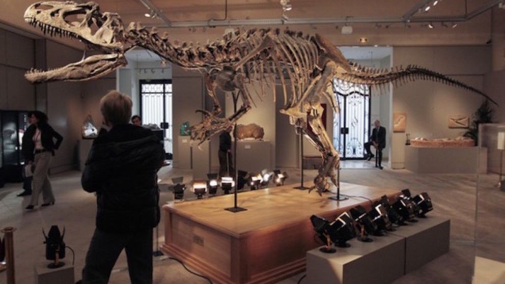 El esqueleto del allosaurus se mantiene en un 60% y tenía valor mayor de venta por su caracter carnívoro