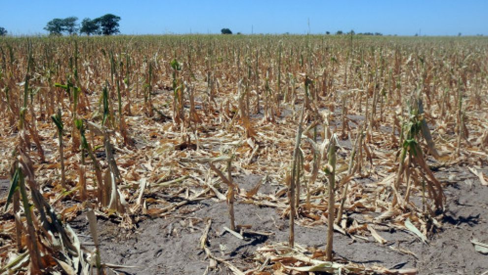 Los dueños de los terrenos para sembrar deben reducir las pretensiones